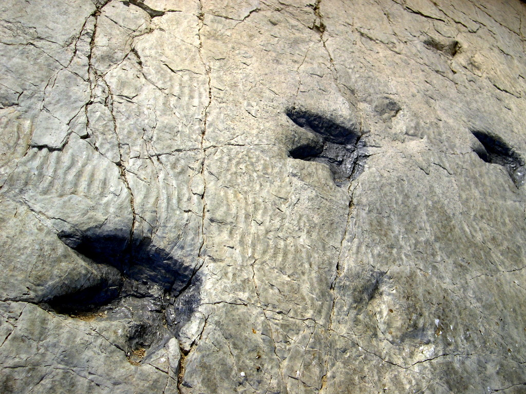 Cuando los dinosaurios se desplazaban sobre los fangos o arenas de la zona, dejaban impresas las huellas de sus pisadas, conocidas tambin como icnitas. Cuando las icnitas se formaron, el suelo era blando, y slo ms tarde, despus de haber sido profundam
